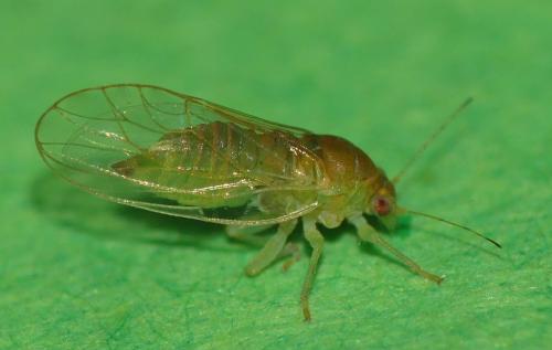 Cacopsylla sp.